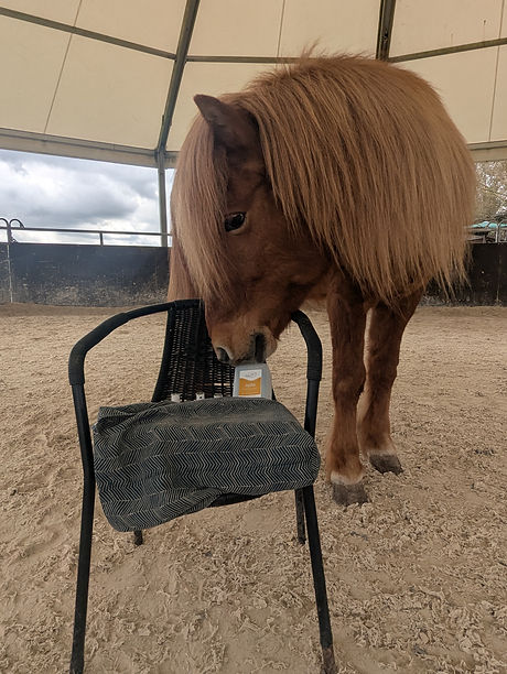 Aromatherapie, Dufttest, Islandpferd, Julia Sendelbach