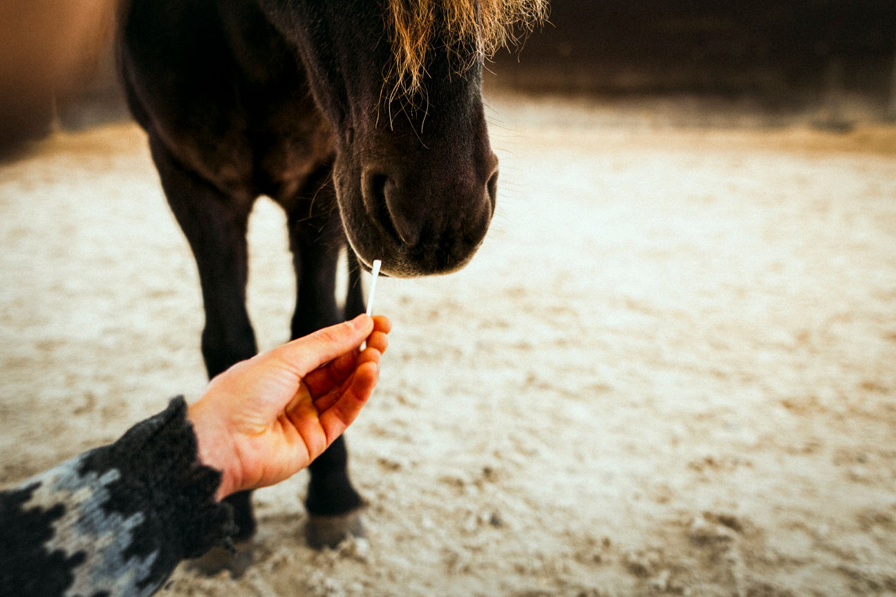 Aromatherapie-Beratung für Tiere (online)