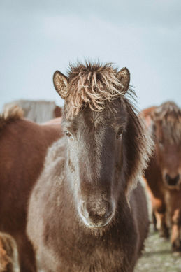 Jungpferd, Jährling mit wehender Mähne auf Island in seiner Herde