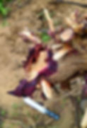 Mimosa hostilis rootbark