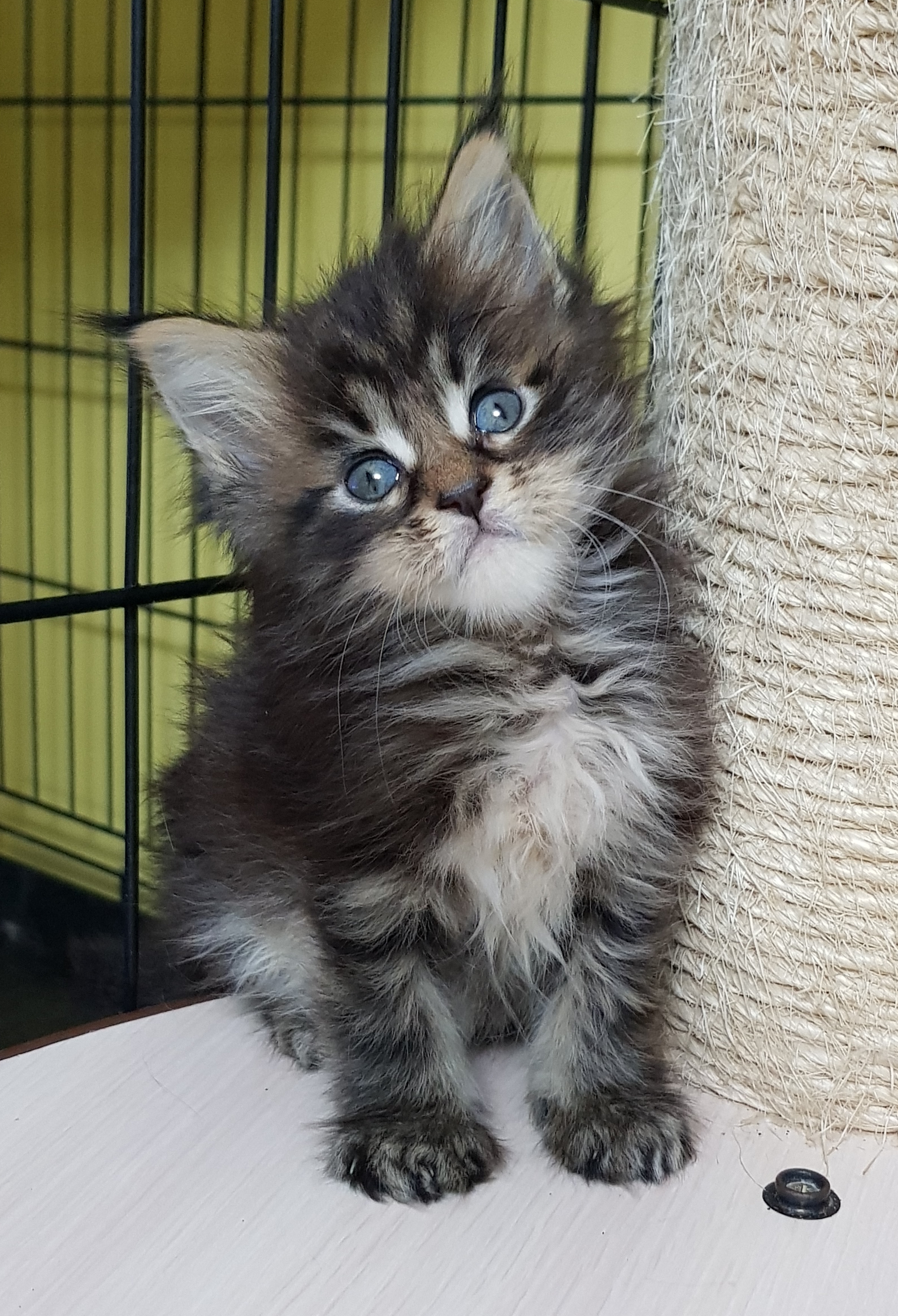 Catteries in Nederland KittenTeKoop