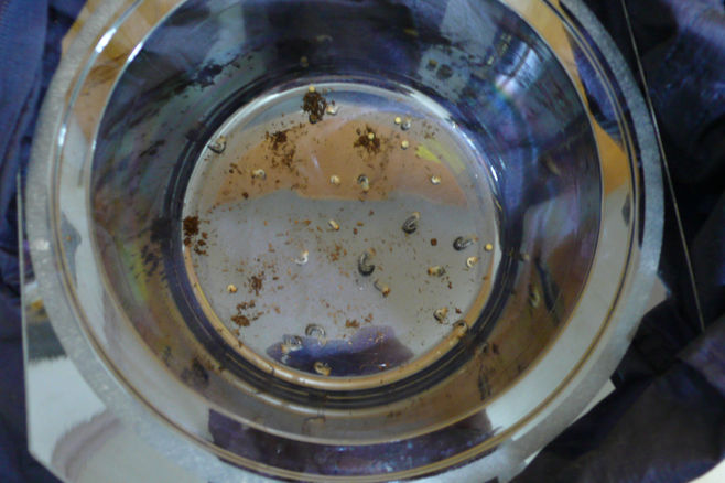 鬼豔鍬形蟲 幼蟲