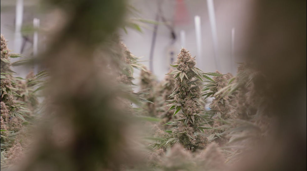 Shoot of cannabis plant in full bloom