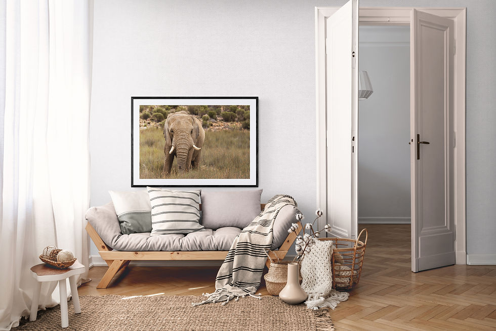 Thumbnail: African Elephant Walking