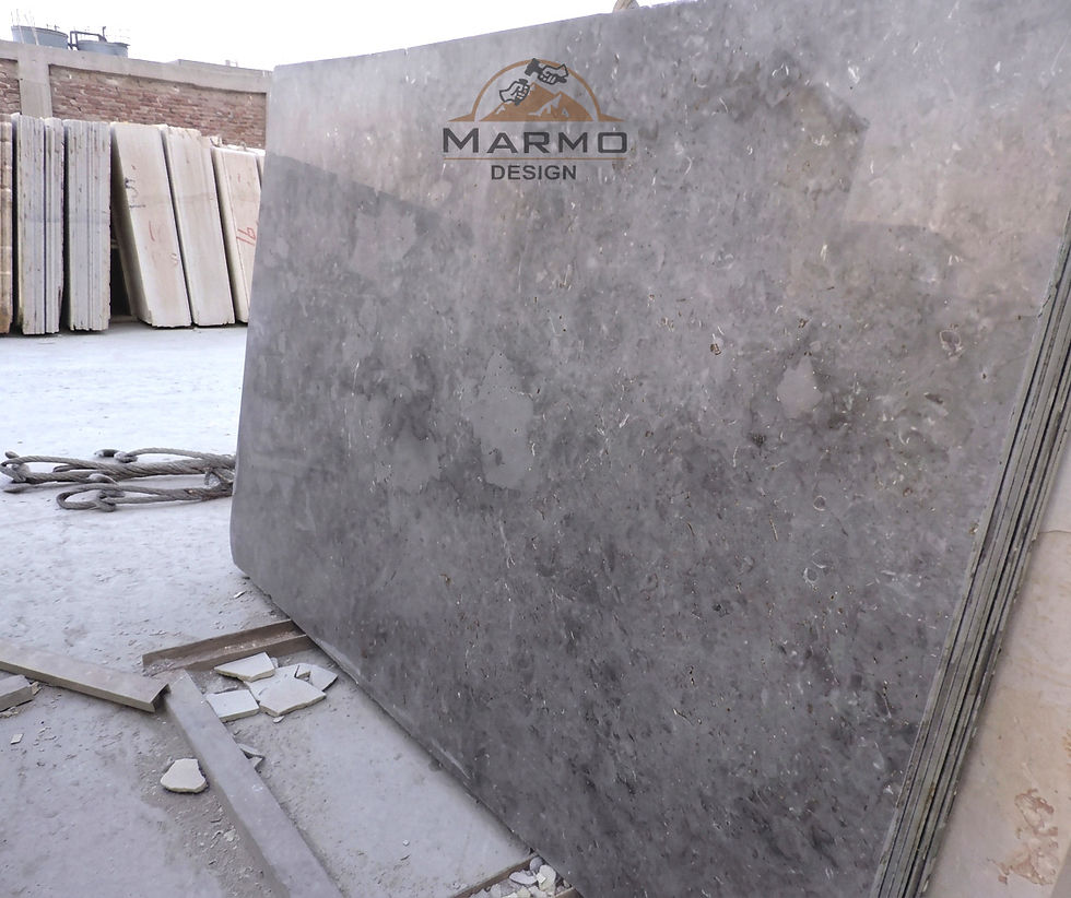 Melly Grey Fossils Egyptian limestone