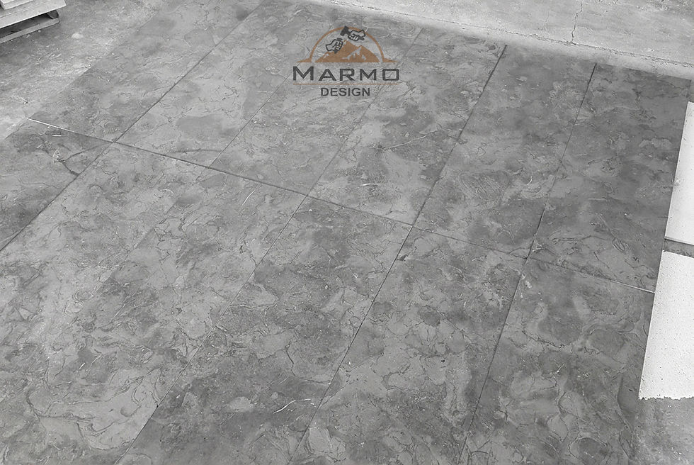 Melly Grey Fossils Egyptian limestone