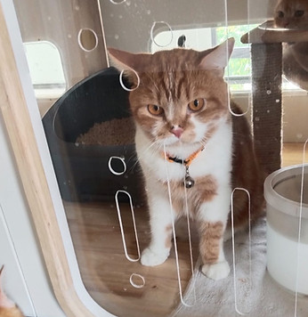 Cat Paradise Hotel โรงแรมแมว นนทบุรี บริการรับฝากเลี้ยงแมวครบวงจร มีห้องพักหลากหลายรูปแบบ รับน้องแมวทุกสายพันธุ์