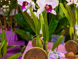 Salão Laelia pupurata estreia na 85ª Festa das Flores de Joinville e promove conhecimento com palestras e oficinas de cultivo