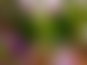 Salão Laelia pupurata estreia na 85ª Festa das Flores de Joinville e promove conhecimento com palestras e oficinas de cultivo