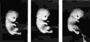 Johns Hopkins University Hooker experiments
