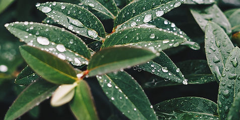 Wet Leaves