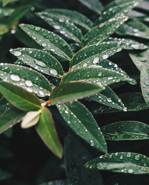 Wet Leaves