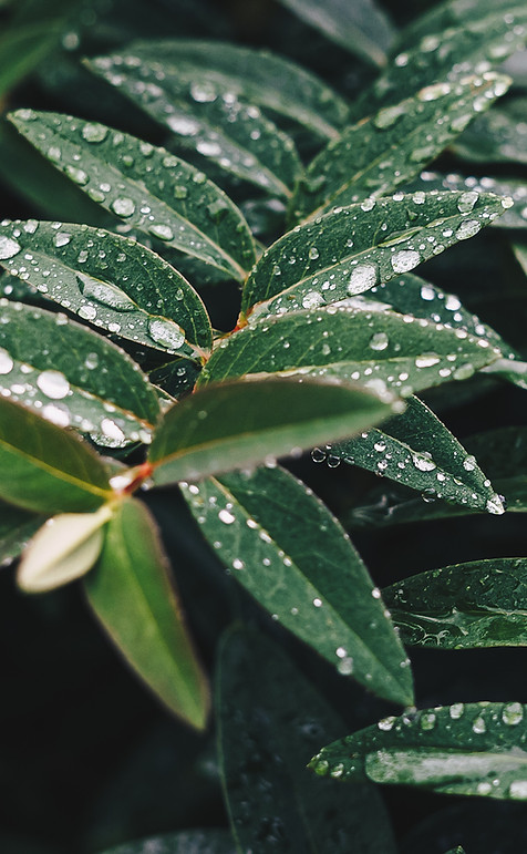 Wet Leaves