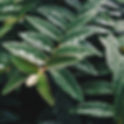 Wet Green Leaves