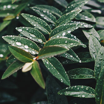 Wet Leaves