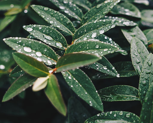 Les feuilles humides