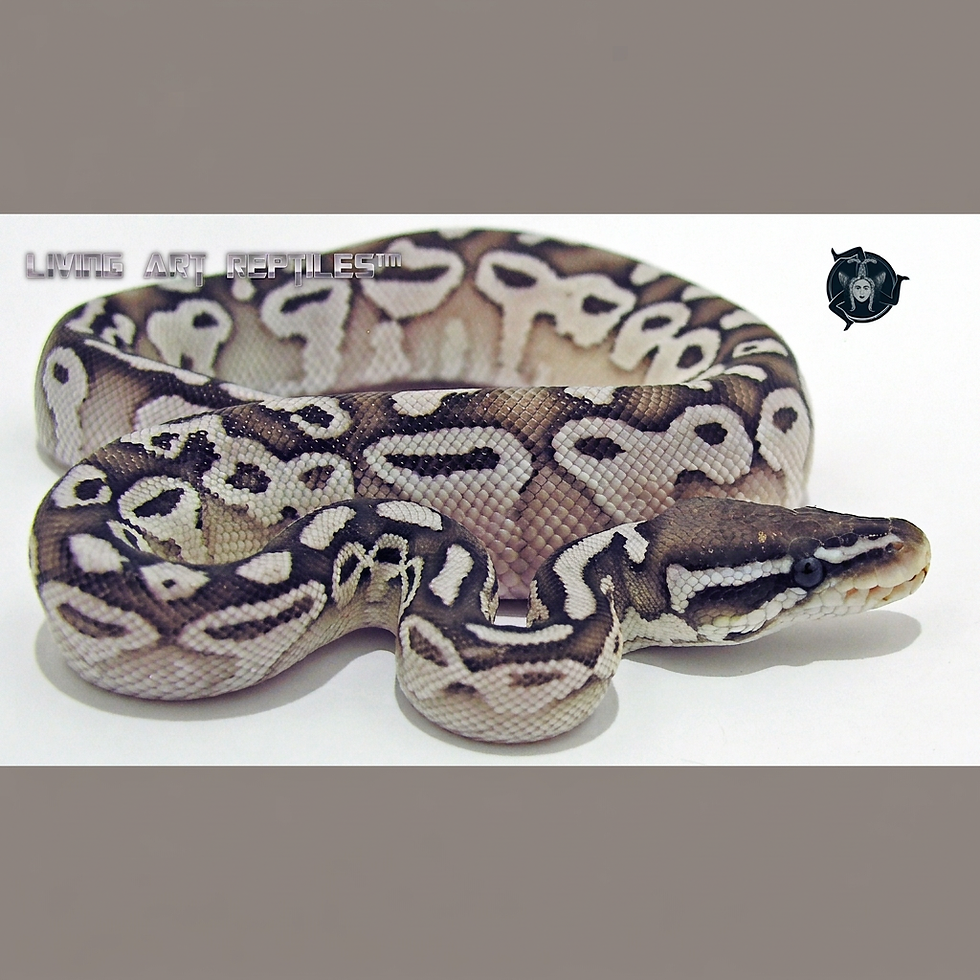 Axanthic FireFly Ball Python Living Art Reptile