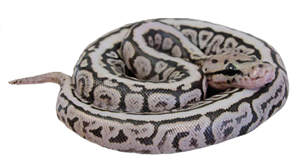 SUPER SPOTNOSE Ball Python Photo VPI