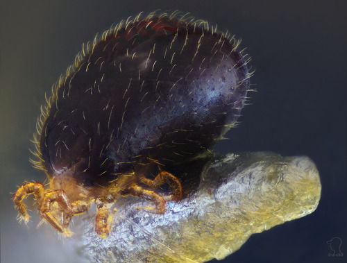 Ophionyssus natricis Snake mite Source Wikipedia