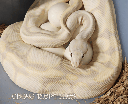 Ball Python maternal incubation with clutch of eggs photo Chung Reptiles
