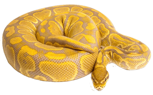 Caramel Albino Ball Python Photo Markus Jane