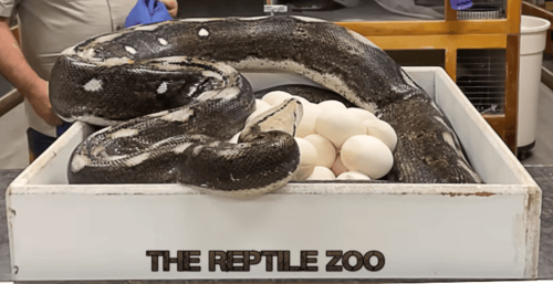 Python incubation nesting box Photo Reptile Zoo