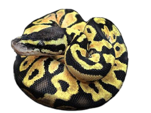 Lemon Pastel Ball python Living Art Reptiles
