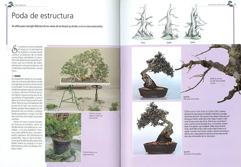 Miniatura: 1001 BONSÁIS