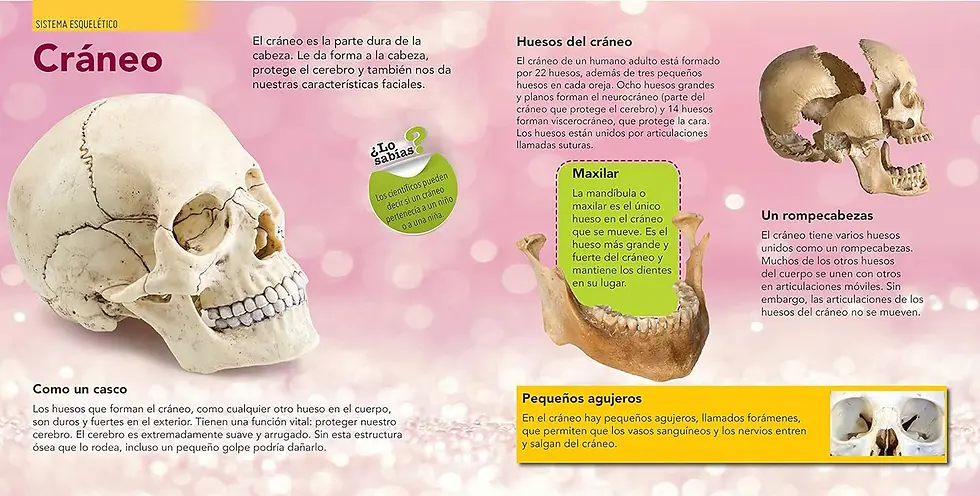 Miniatura: ENCICLOPEDIA INFANTIL DEL CUERPO HUMANO