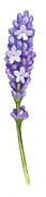 lavanda 4.jpg