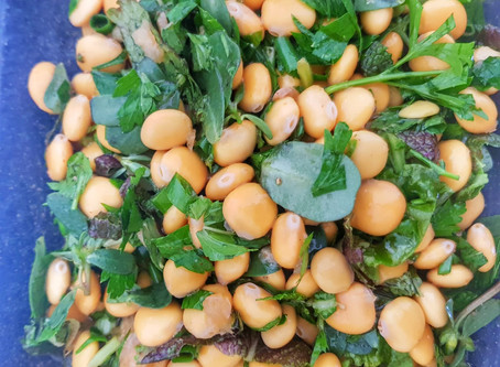 Amazing Lupine Beans Salad that also treats Diabetes & Cholesterol