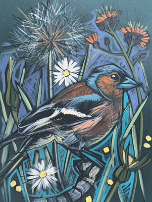 Chaffinch with Devil's paintbrush