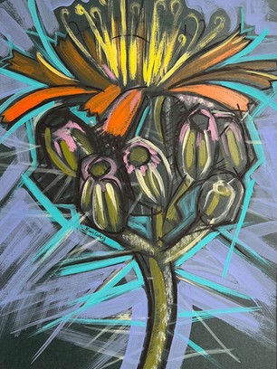 Devil's Paintbrush