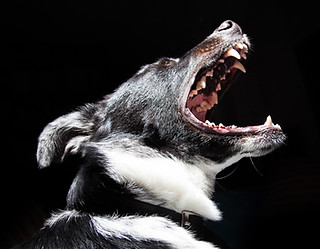 Chien agressif