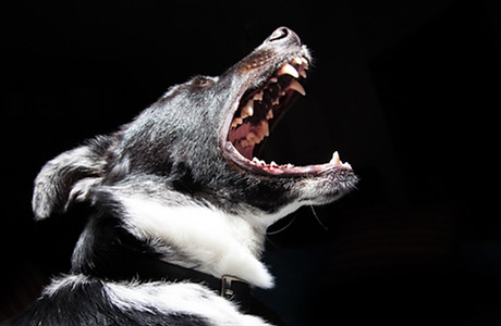 Barking Dog
