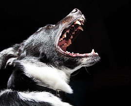 Barking Dog