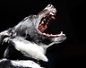 Barking Dog