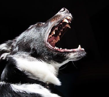 Black Dog