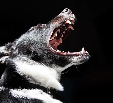 吠えている途中の犬