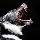 Dog Mid-Bark