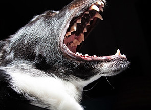 Barking Dog