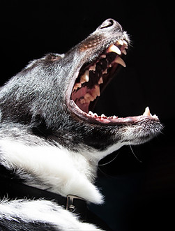 Barking Dog