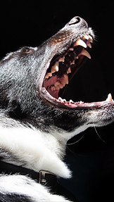 Barking Dog