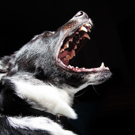 Perro negro