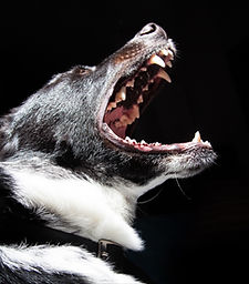 Barking Dog