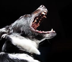 Barking Dog