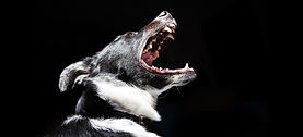 Barking Dog