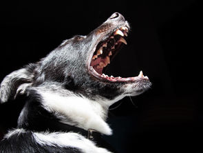 La douleur et la peur n’ont pas leur place dans la rééducation d’un chien réactif