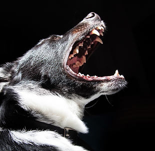 Barking Dog