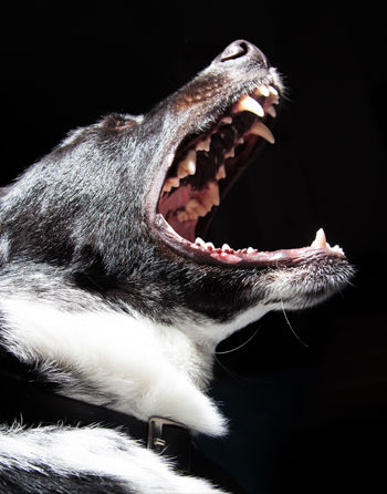 Black Dog
